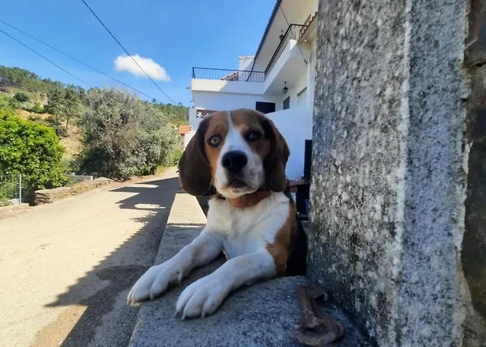 Hébergement de vacances Casa Penafalcao